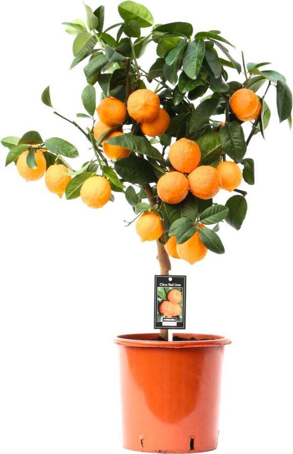 BOTANICLY Kamerplant van – Citrus Red Lime – Hoogte: 80 cm
