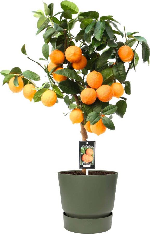BOTANICLY Kamerplant van – Citrus Red Lime in groente ELHO plastic pot als set – Hoogte: 80 cm