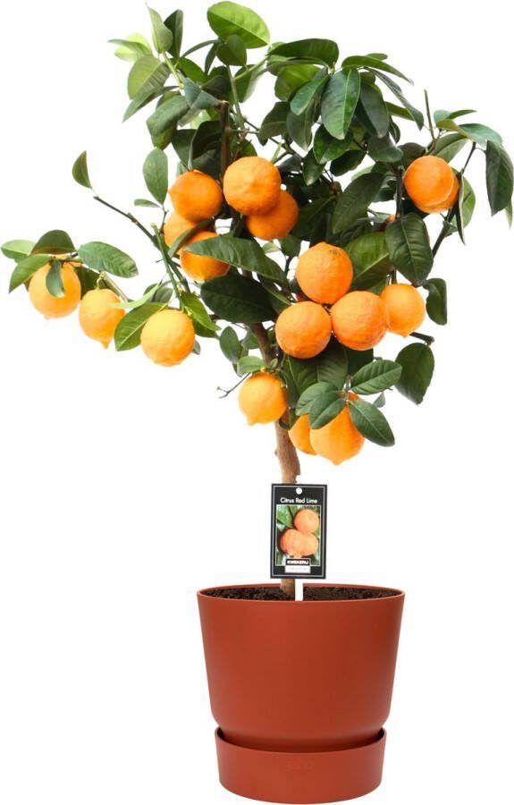 BOTANICLY Kamerplant van – Citrus Red Lime in roodbruin ELHO plastic pot als set – Hoogte: 80 cm
