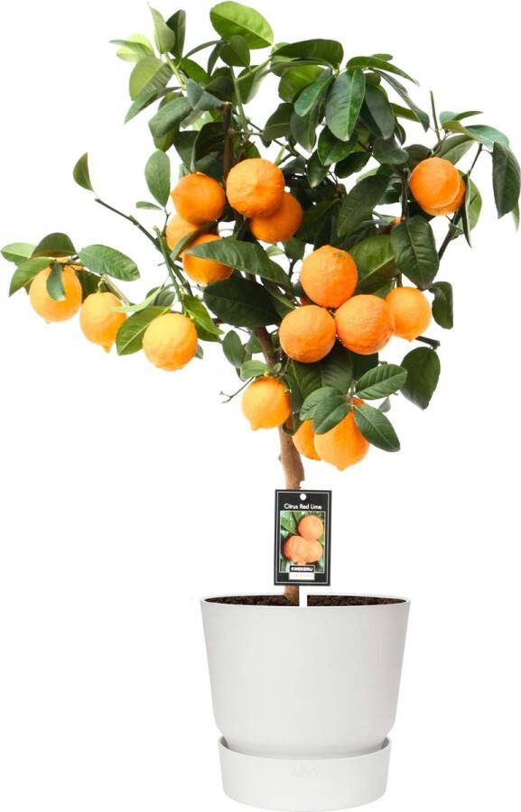 BOTANICLY Kamerplant van – Citrus Red Lime in witte ELHO plastic pot als set – Hoogte: 80 cm