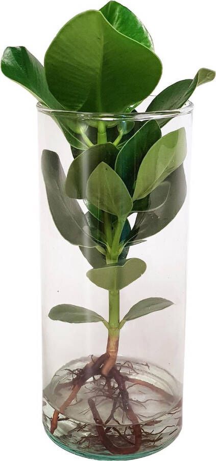 BOTANICLY Kamerplant van – Clusia incl. designe glas als set – Hoogte: 35 cm – Clusia