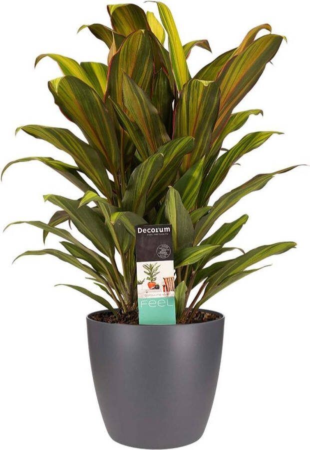 BOTANICLY Kamerplant van – Cordyline Fruticosa Kiwi incl. sierpot antraciet als set – Hoogte: 60 cm