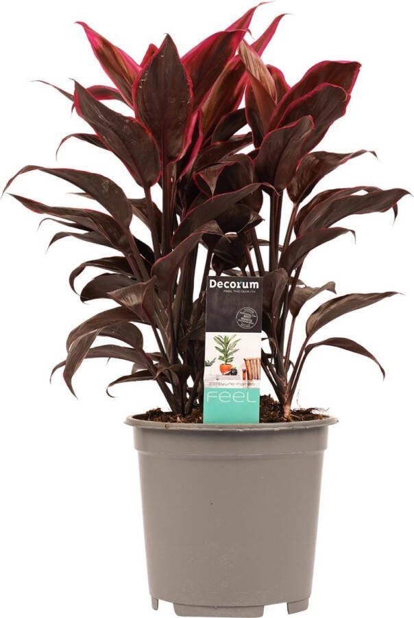 BOTANICLY Kamerplant van – Cordyline Fruticosa Mambo – Hoogte: 50 cm