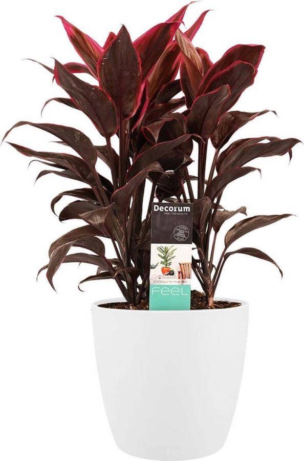 BOTANICLY Kamerplant van – Cordyline Fruticosa Mambo incl. sierpot wit als set – Hoogte: 50 cm