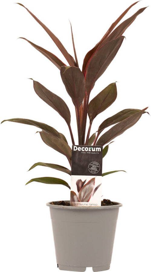 BOTANICLY Kamerplant van – Cordyline Fruticosa Tango – Hoogte: 40 cm