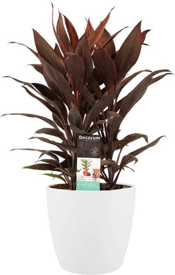BOTANICLY Kamerplant van – Cordyline Fruticosa Tango incl. sierpot wit als set – Hoogte: 60 cm