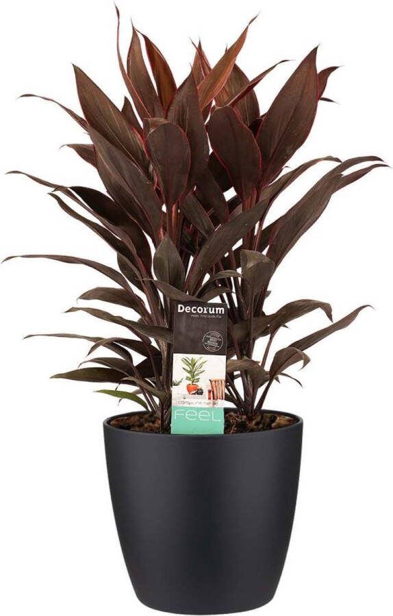 BOTANICLY Kamerplant van – Cordyline Fruticosa Tango incl. sierpot zwart als set – Hoogte: 60 cm