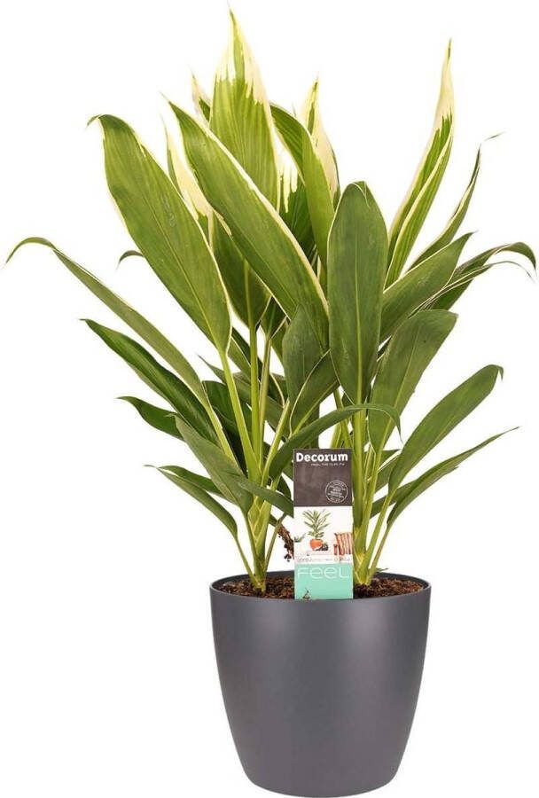 BOTANICLY Kamerplant van – Cordyline indivisa incl. sierpot antraciet als set – Hoogte: 60 cm
