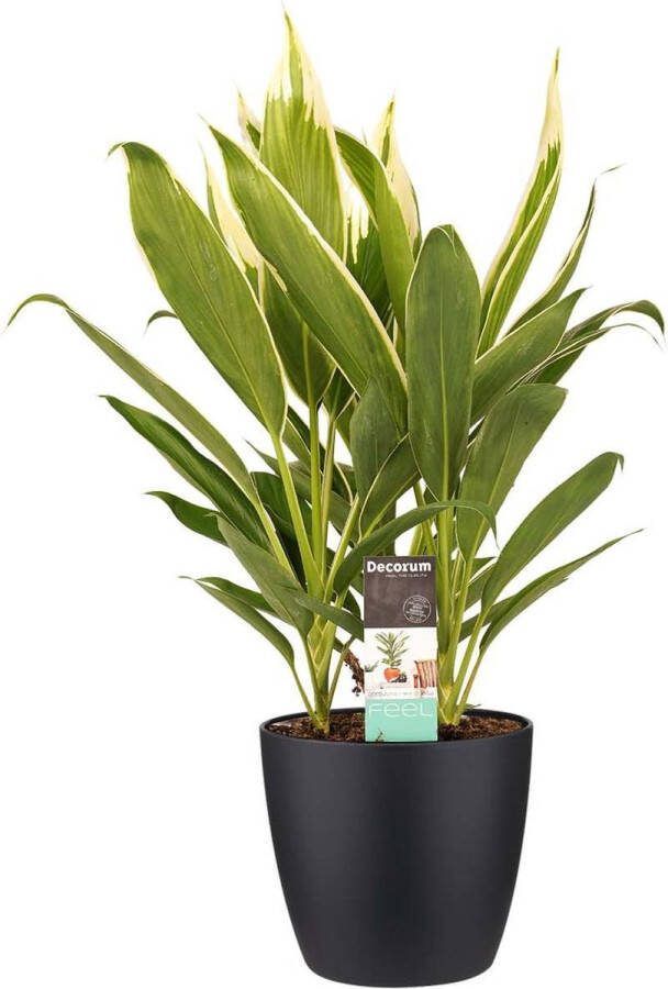 BOTANICLY Kamerplant van – Cordyline indivisa incl. sierpot zwart als set – Hoogte: 60 cm
