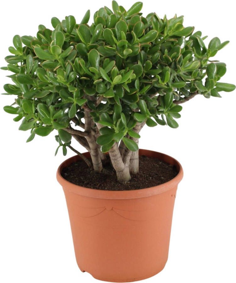 BOTANICLY Kamerplant van – Crassula – Hoogte: 30 cm