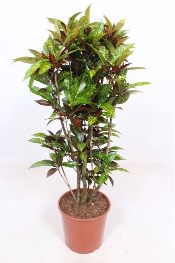 BOTANICLY Kamerplant van – Croton – Hoogte: 140 cm – Codiaeum variegatum Freckles