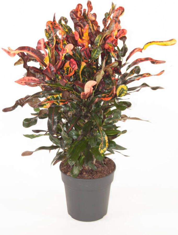 BOTANICLY Kamerplant van – Croton – Hoogte: 75 cm – Codiaeum variegatum Mammi