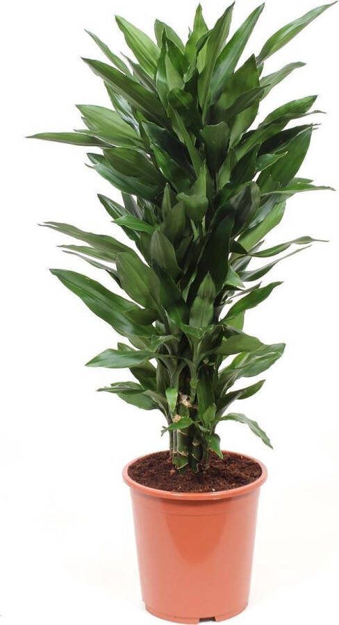 BOTANICLY Kamerplant van – Drakenboom – Hoogte: 100 cm – Dracaena Janet Lind