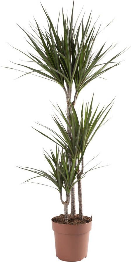 BOTANICLY Kamerplant van – Drakenboom – Hoogte: 115 cm – Dracaena Marginata