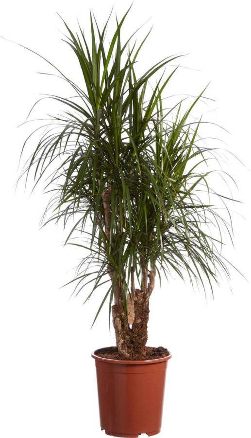 BOTANICLY Kamerplant van – Drakenboom – Hoogte: 120 cm – Dracaena marginata