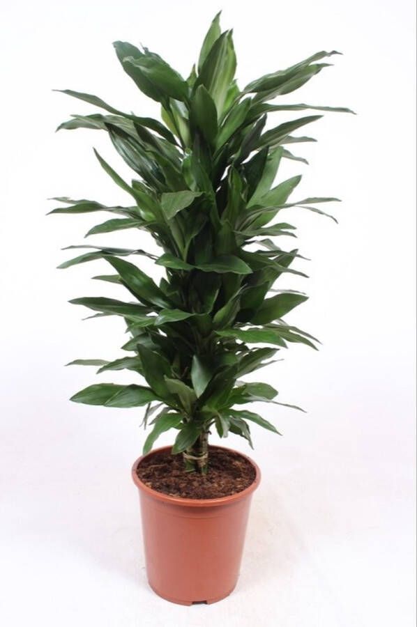 BOTANICLY Kamerplant van – Drakenboom – Hoogte: 130 cm – Dracaena fragr. Janet Lind