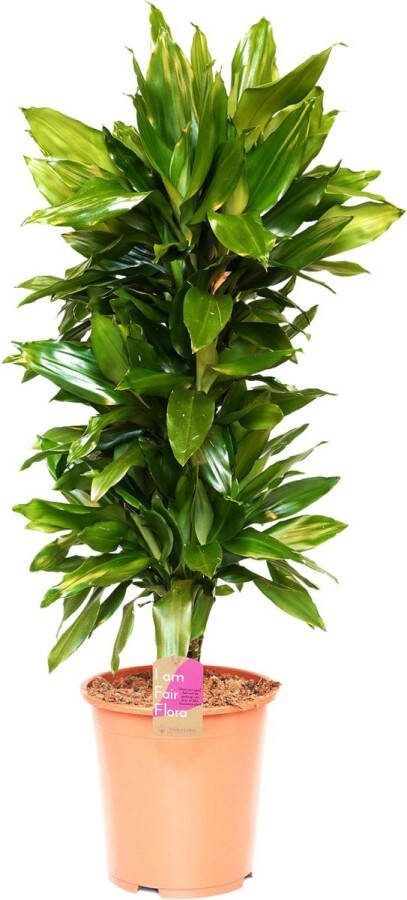 BOTANICLY Kamerplant van – Drakenboom – Hoogte: 129 cm – Dracaena Janet Lind