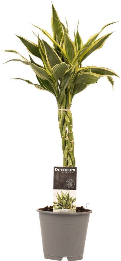 BOTANICLY Kamerplant van – Drakenboom – Hoogte: 45 cm – Dracaena Sandriana