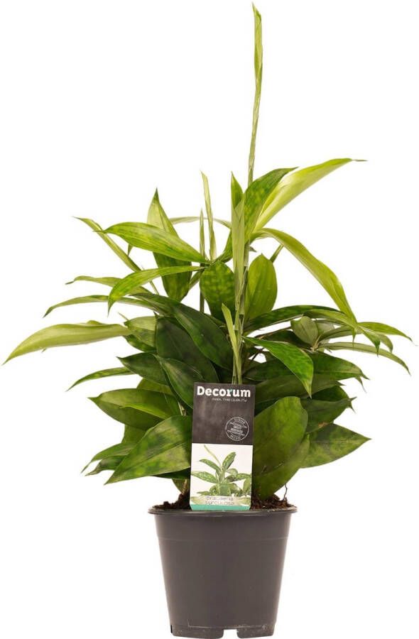 BOTANICLY Kamerplant van – Drakenboom – Hoogte: 45 cm – Dracaena surculosa