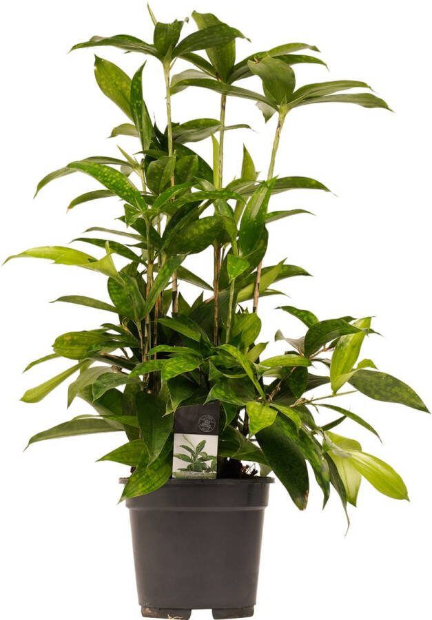 BOTANICLY Kamerplant van – Drakenboom – Hoogte: 55 cm – Dracaena surculosa