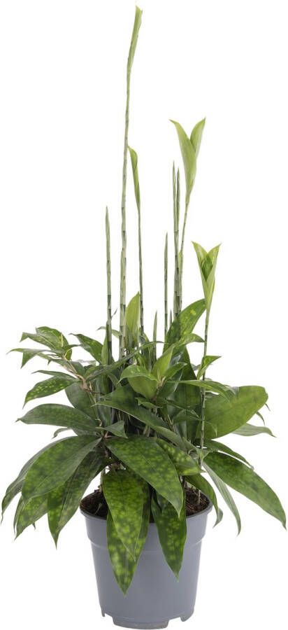 BOTANICLY Kamerplant van – Drakenboom – Hoogte: 60 cm – Dracaena derem.