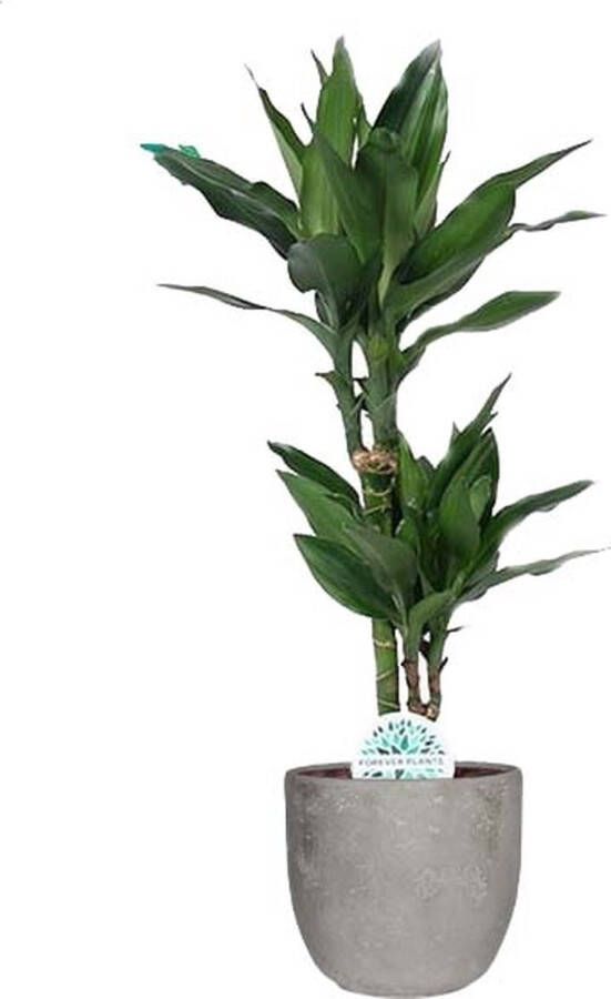 BOTANICLY Kamerplant van – Drakenboom – Hoogte: 70 cm – Dracaena Janet Lind