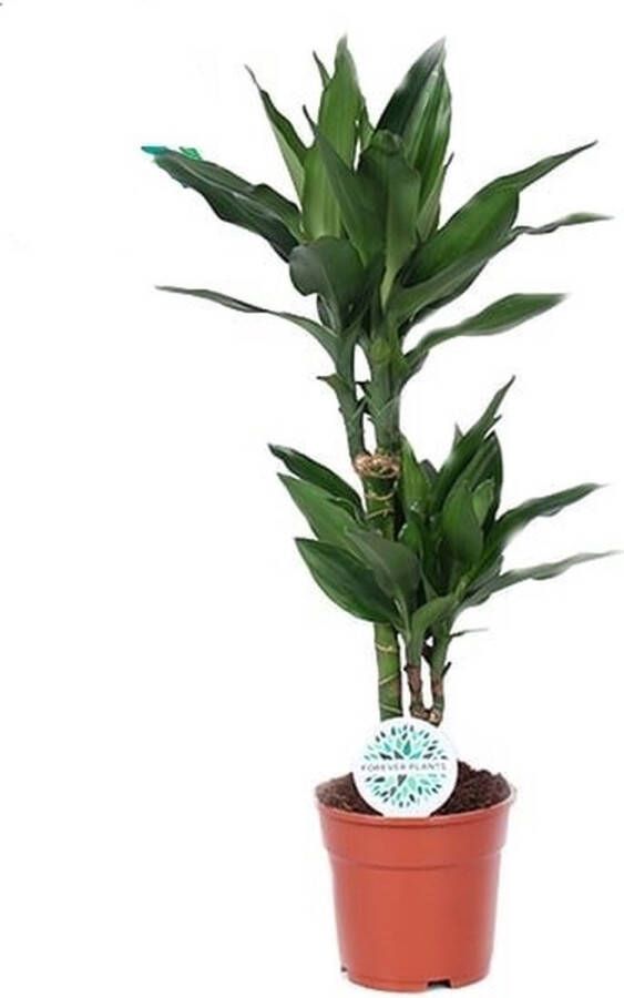 BOTANICLY Kamerplant van – Drakenboom – Hoogte: 70 cm – Dracaena Janet Lind