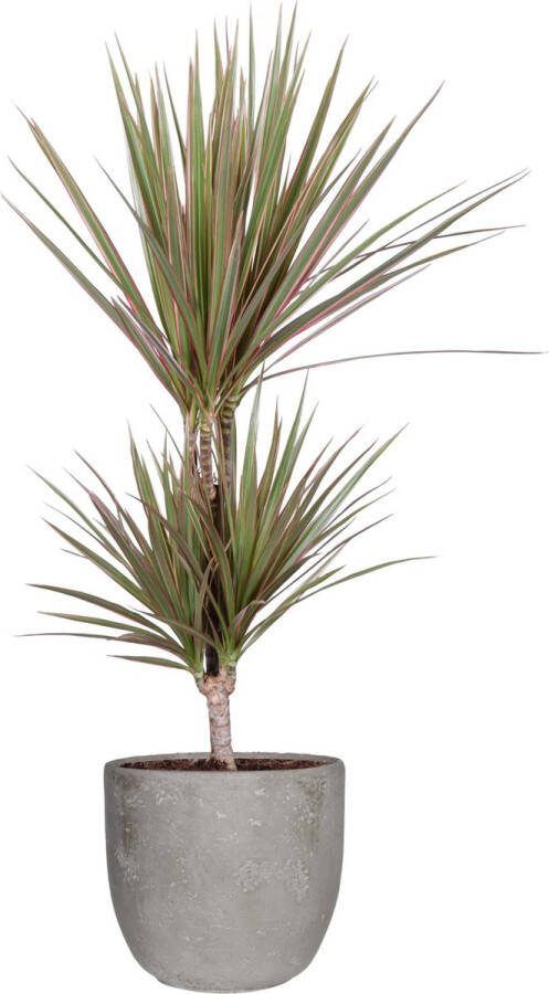 BOTANICLY Kamerplant van – Drakenboom in grijs Keramisch pot 'MICA' als set – Hoogte: 65 cm – Dracaena Marginata Bicolor