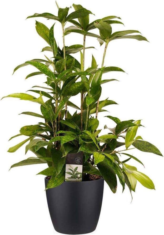 BOTANICLY Kamerplant van – Drakenboom incl. sierpot zwart als set – Hoogte: 55 cm – Dracaena surculosa
