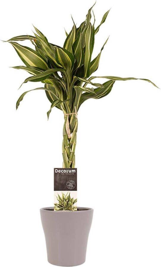 BOTANICLY Kamerplant van – Drakenboom incl. taupe sierpot als set – Hoogte: 40 cm – Dracaena Sandriana Victory