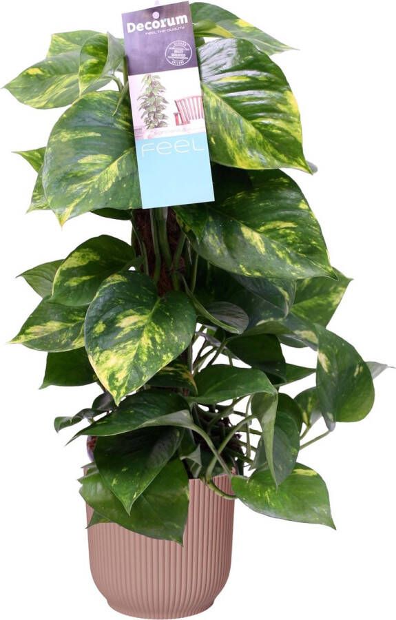 BOTANICLY Kamerplant van – Drakenklimop – Hoogte: 50 cm – Scindapsus Aureum