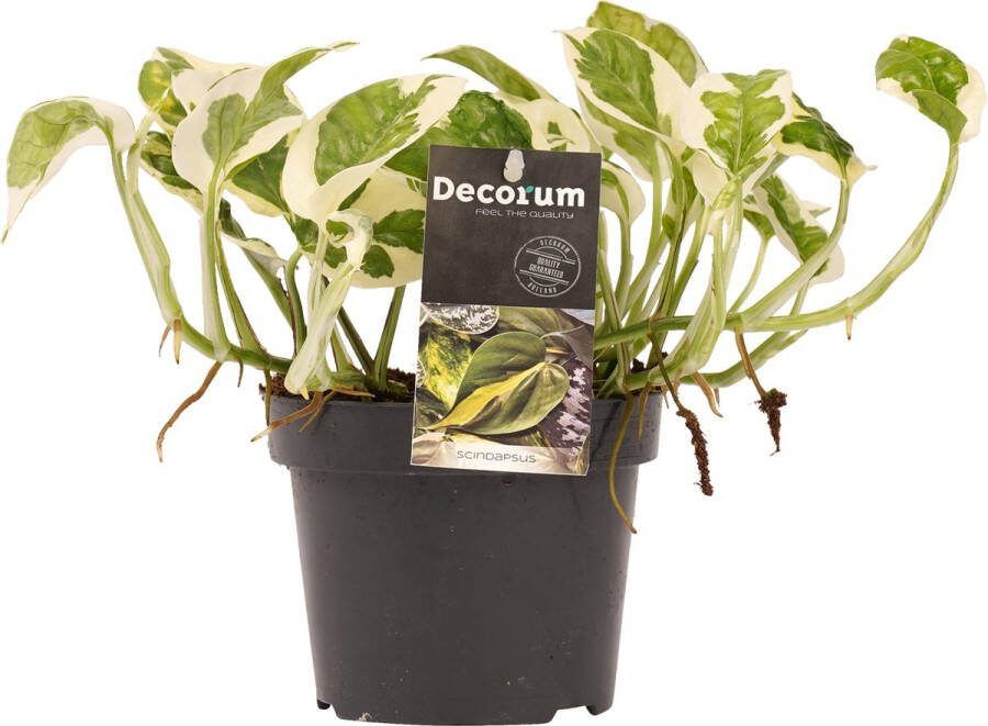 BOTANICLY Kamerplant van – Epipremnum pinatum NJoy – Hoogte: 15 cm