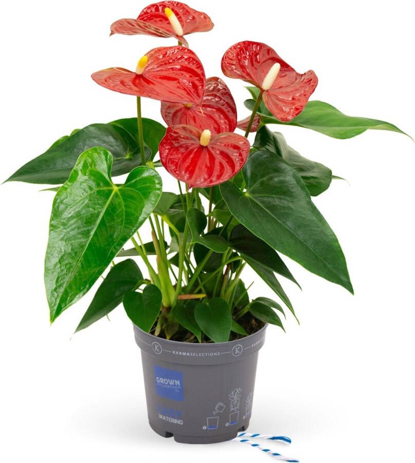 BOTANICLY Kamerplant van – Flamingoplant – Hoogte: 45 cm – Anthurium