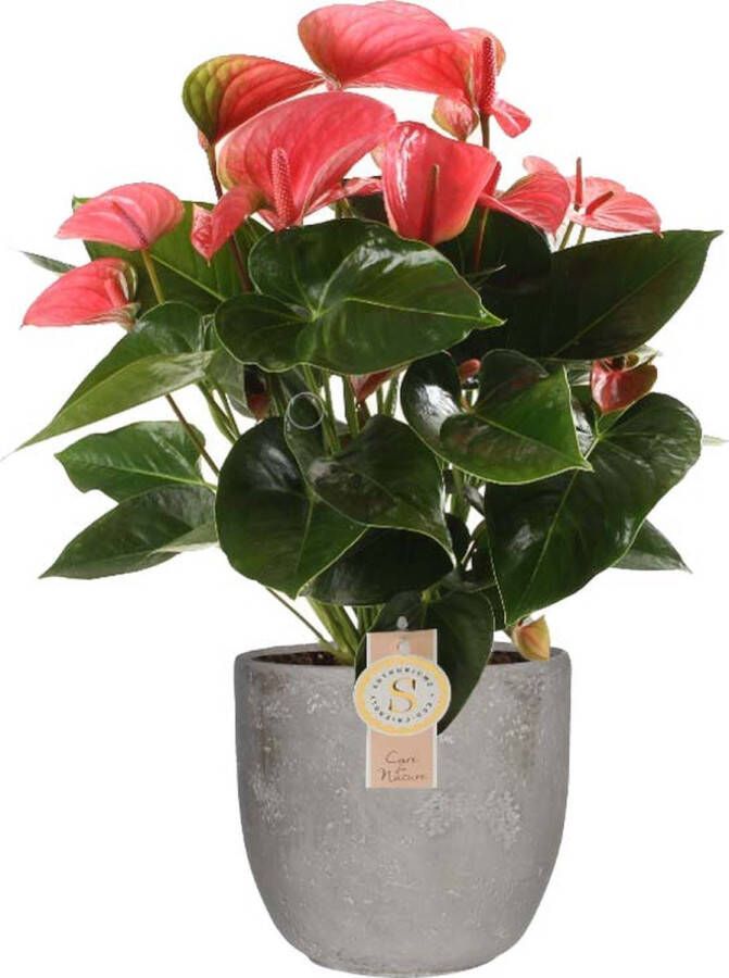 BOTANICLY Kamerplant van – Flamingoplant – Hoogte: 60 cm – Anthurium andreanum Pink Champion