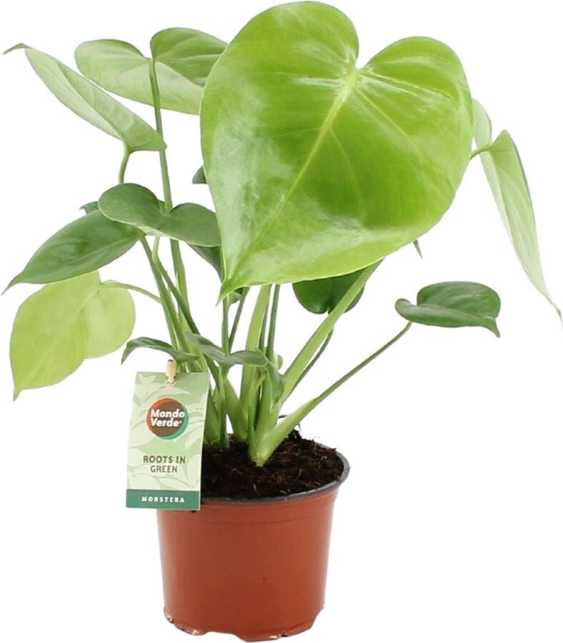 BOTANICLY Kamerplant van – Gatenplant – Hoogte: 40 cm – Monstera Deliciosa