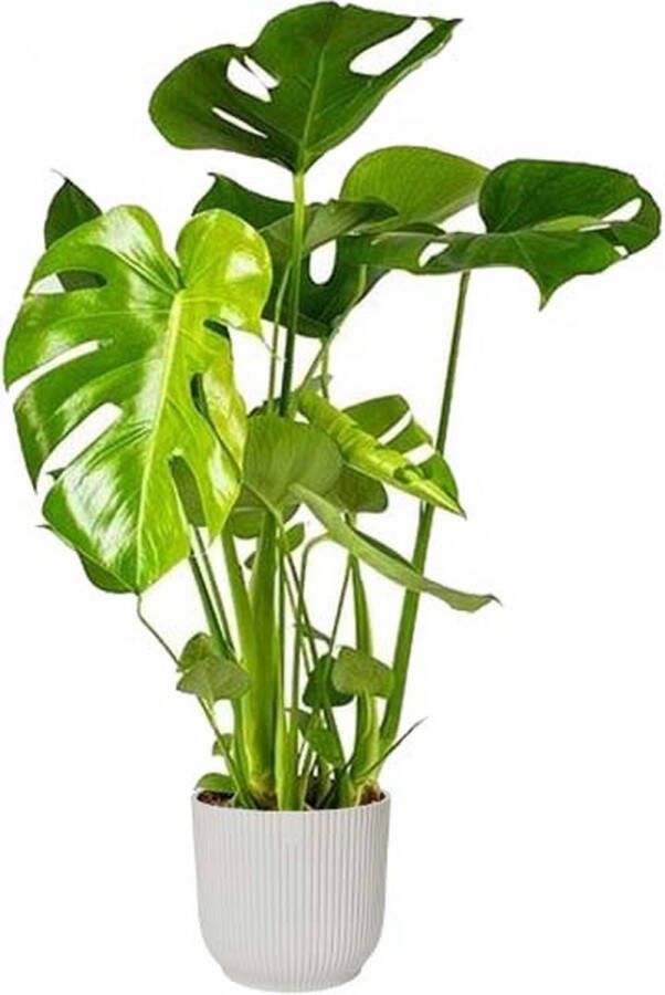 BOTANICLY Kamerplant van – Gatenplant – Hoogte: 60 cm – Monstera Deliciosa