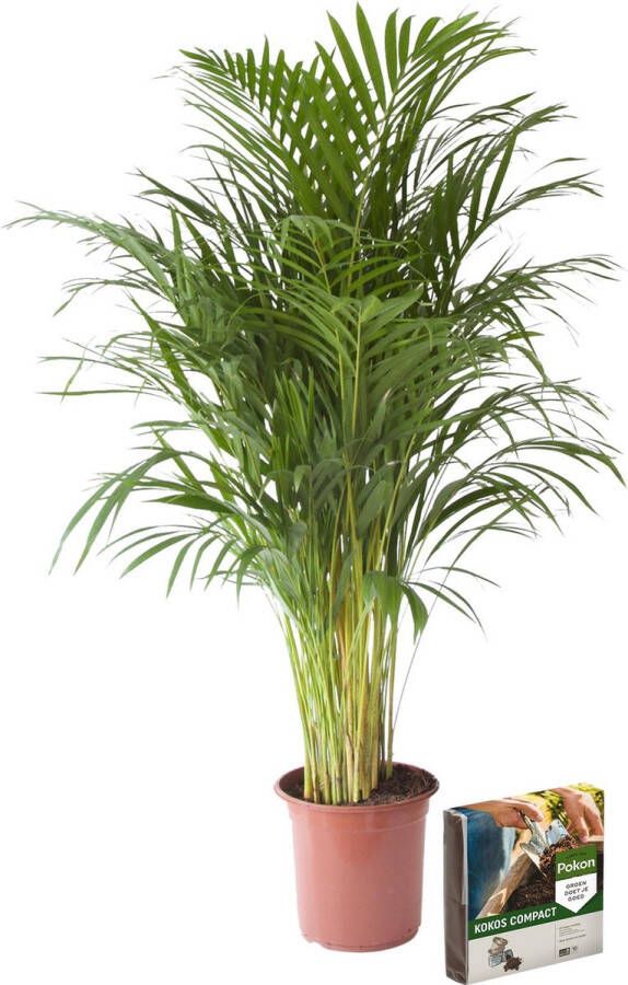 BOTANICLY Kamerplant van – Goudpalm + 10 L bodem als set – Hoogte: 110 cm – Areca dypsis lutescens