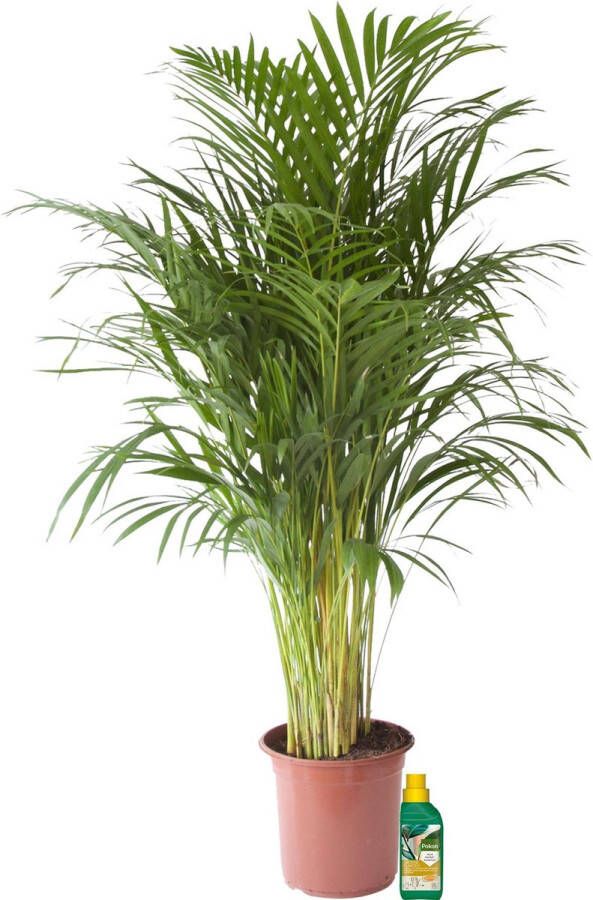 BOTANICLY Kamerplant van – Goudpalm + 250 ml kunstmest als set – Hoogte: 110 cm – Areca dypsis lutescens