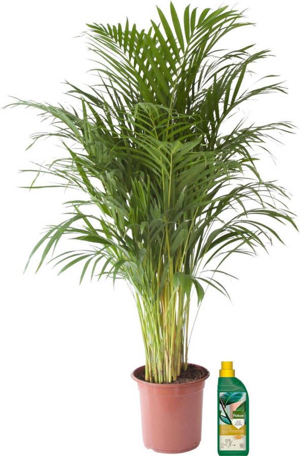 BOTANICLY Kamerplant van – Goudpalm + 500 ml kunstmest als set – Hoogte: 110 cm – Areca dypsis lutescens