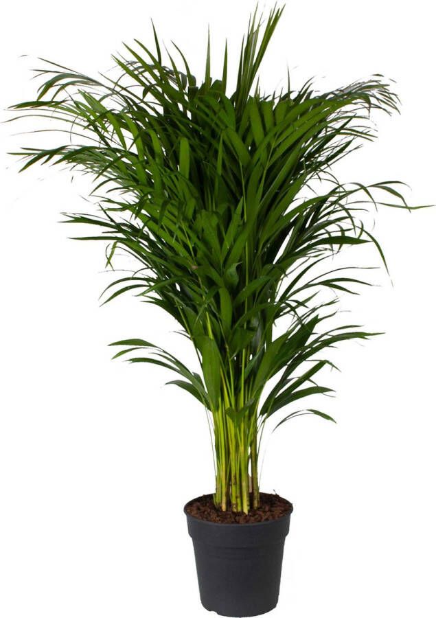 BOTANICLY Kamerplant van – Goudpalm – Hoogte: 100 cm – Areca dypsis lutescens