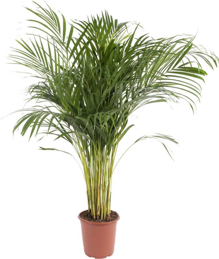 BOTANICLY Kamerplant van – Goudpalm – Hoogte: 115 cm – Areca dypsis lutescens