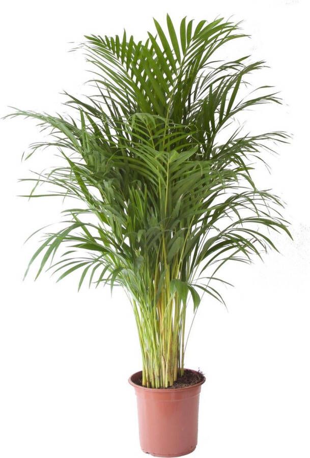 BOTANICLY Kamerplant van – Goudpalm – Hoogte: 125 cm – Areca dypsis lutescens