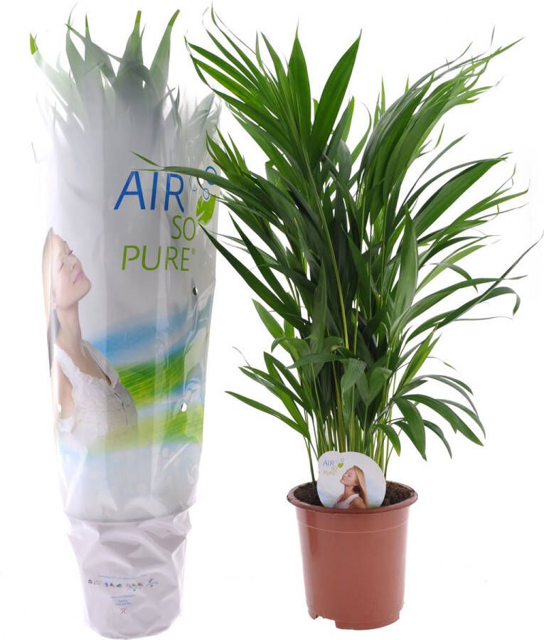 BOTANICLY Kamerplant van – Goudpalm – Hoogte: 80 cm – Areca dypsis lutescens