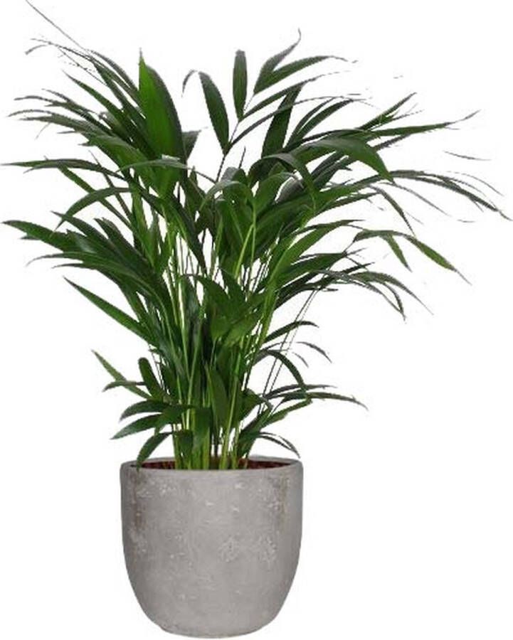 BOTANICLY Kamerplant van – Goudpalm in grijs Keramisch pot 'MICA' als set – Hoogte: 60 cm – Areca dypsis lutescens