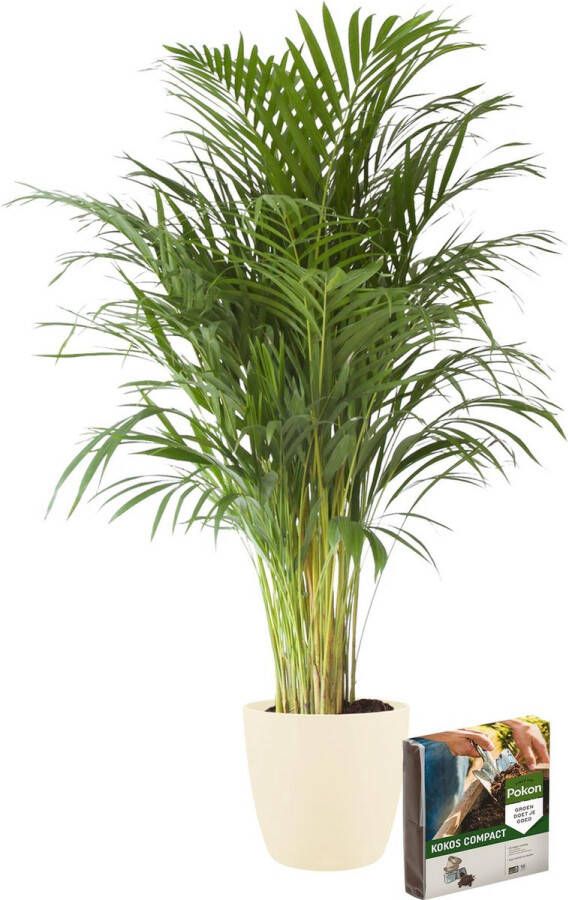 BOTANICLY Kamerplant van – Goudpalm incl. crème kleurig sierpot + 10 L bodem als set – Hoogte: 110 cm – Areca dypsis lutescens