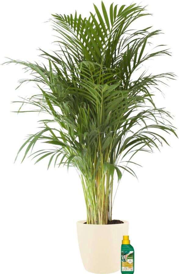 BOTANICLY Kamerplant van – Goudpalm incl. crème kleurig sierpot + 250 ml kunstmest als set – Hoogte: 110 cm – Areca dypsis lutescens