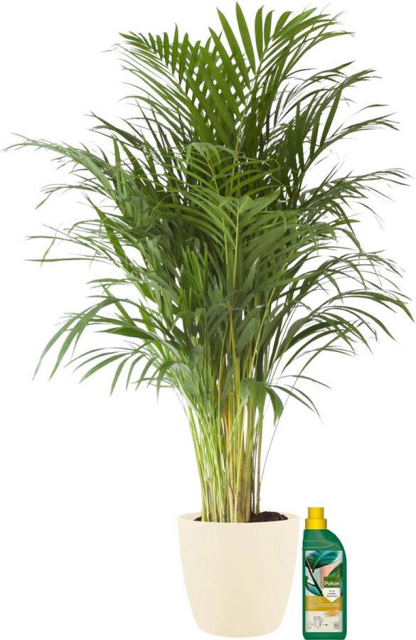 BOTANICLY Kamerplant van – Goudpalm incl. crème kleurig sierpot + 500 ml kunstmest als set – Hoogte: 110 cm – Areca dypsis lutescens