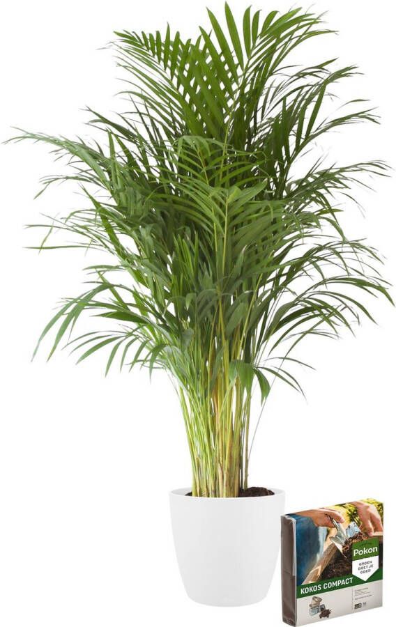 BOTANICLY Kamerplant van – Goudpalm incl. sierpot wit + 10 L bodem als set – Hoogte: 110 cm – Areca dypsis lutescens