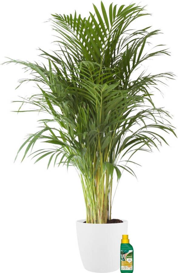 BOTANICLY Kamerplant van – Goudpalm incl. sierpot wit + 250 ml kunstmest als set – Hoogte: 110 cm – Areca dypsis lutescens