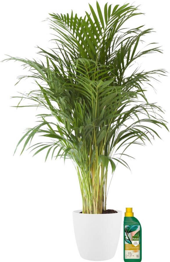 BOTANICLY Kamerplant van – Goudpalm incl. sierpot wit + 500 ml kunstmest als set – Hoogte: 110 cm – Areca dypsis lutescens